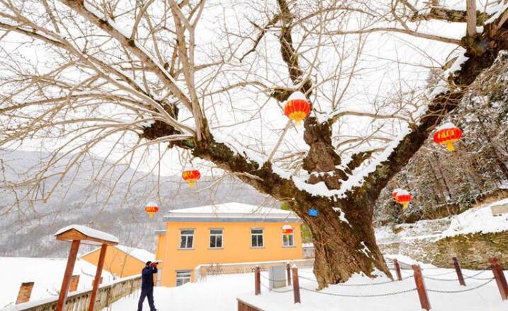 湖北保康：千年古銀杏 獨(dú)樹(shù)成風(fēng)景