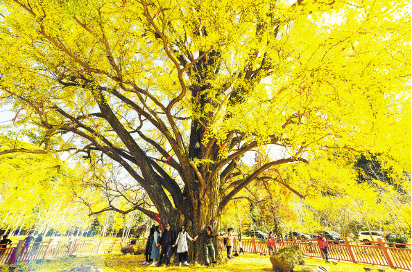 隨州銀杏谷秋色醉人