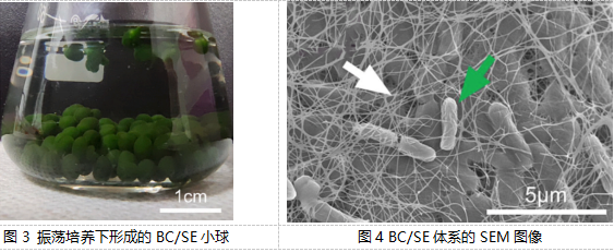 【科技】共生新模式：細(xì)菌纖維素與藍(lán)藻聯(lián)手“洗凈”水污染——武漢理工大學(xué)生命科學(xué)學(xué)院最新研究成果解讀(圖2)
